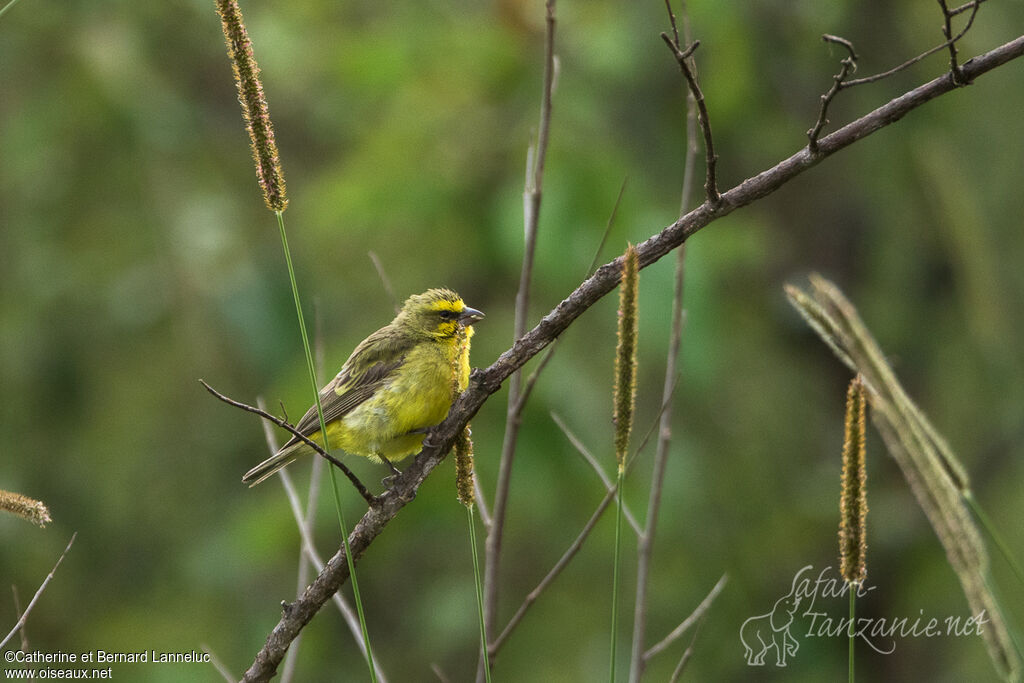 Serin du Mozambiqueadulte