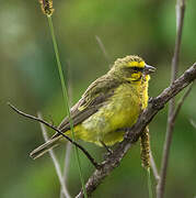 Yellow-fronted Canary