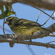 Forest Canary