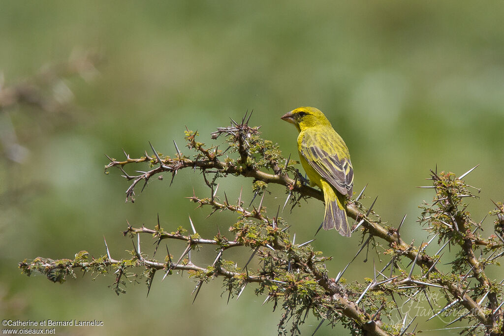 Serin soufréadulte, identification