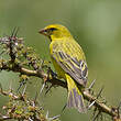 Serin soufré