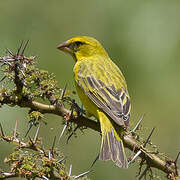 Serin soufré