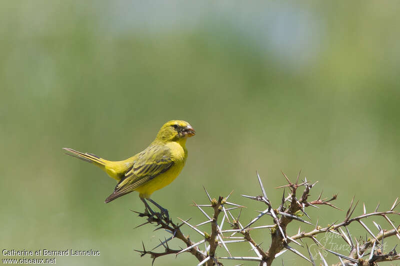 Brimstone Canary male adult, feeding habits, Behaviour