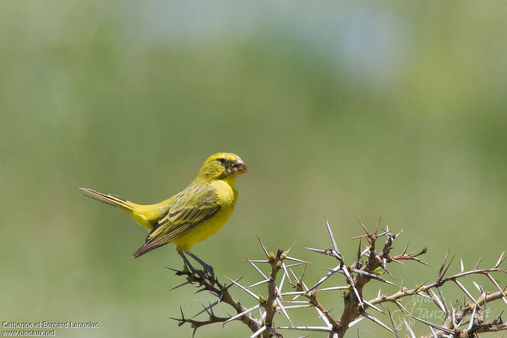 Serin soufré mâle adulte, régime, Comportement