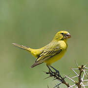 Brimstone Canary