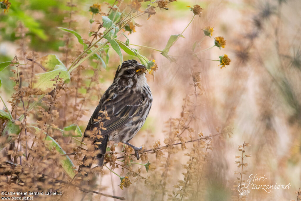 Streaky Seedeateradult, feeding habits