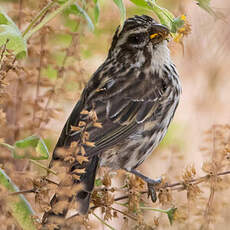 Serin strié