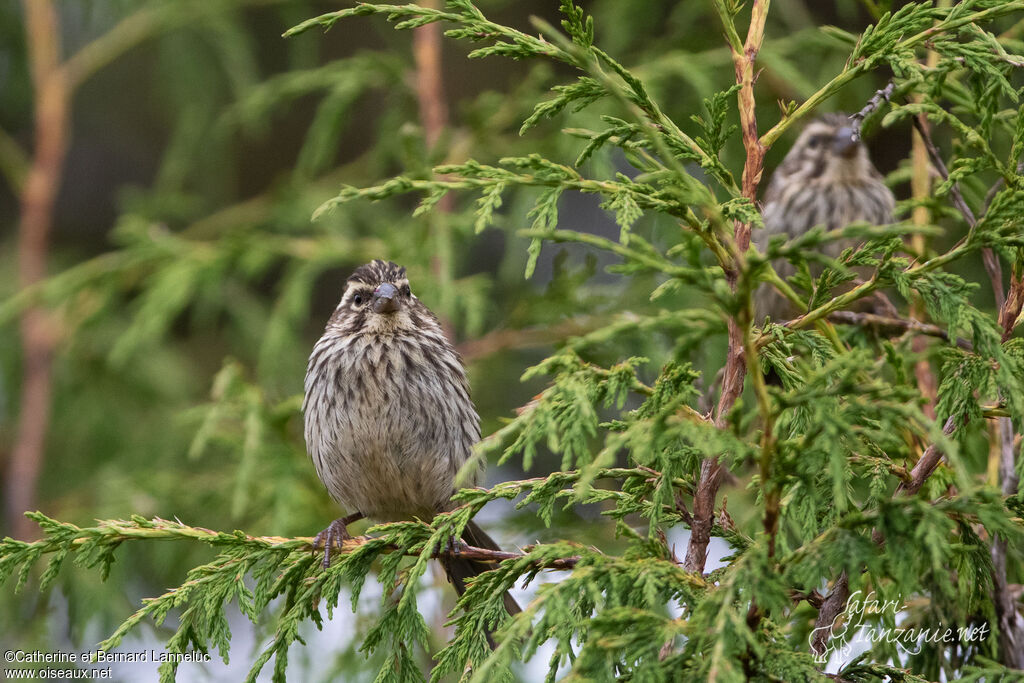 Serin striéadulte, composition