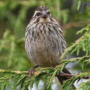 Serin strié