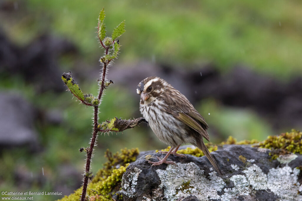 Serin striéadulte, identification