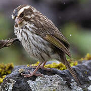 Streaky Seedeater