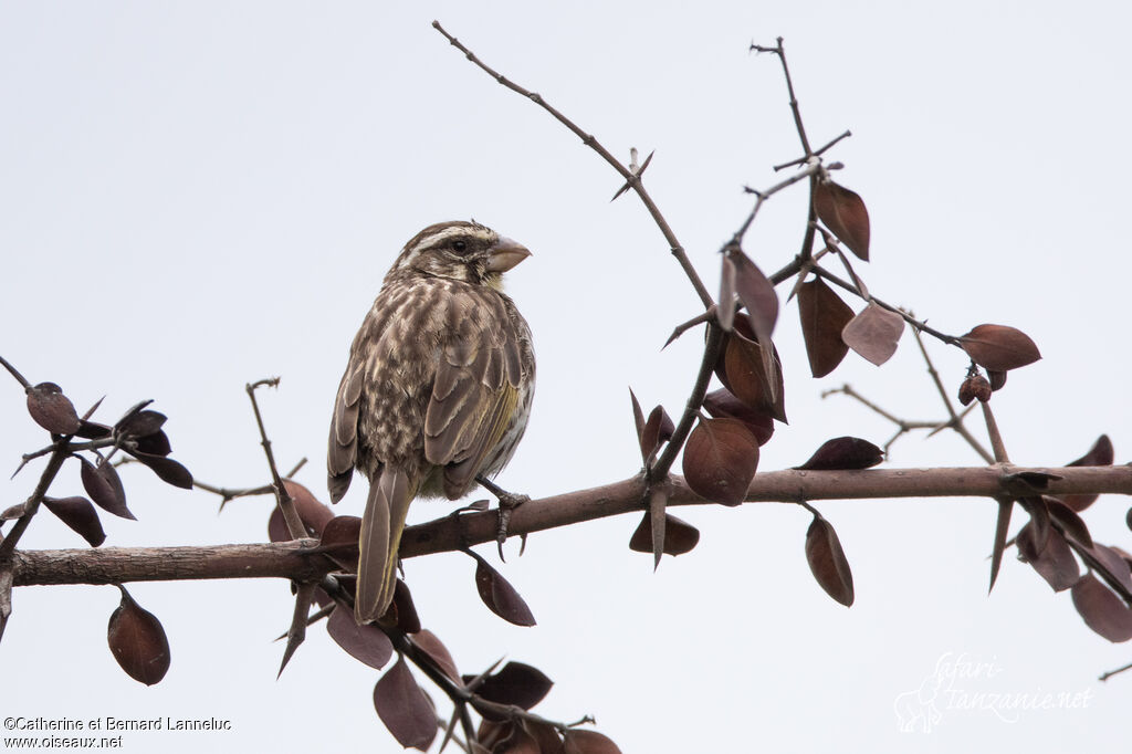 Serin striéadulte