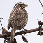 Streaky Seedeater