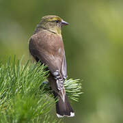 Cape Siskin