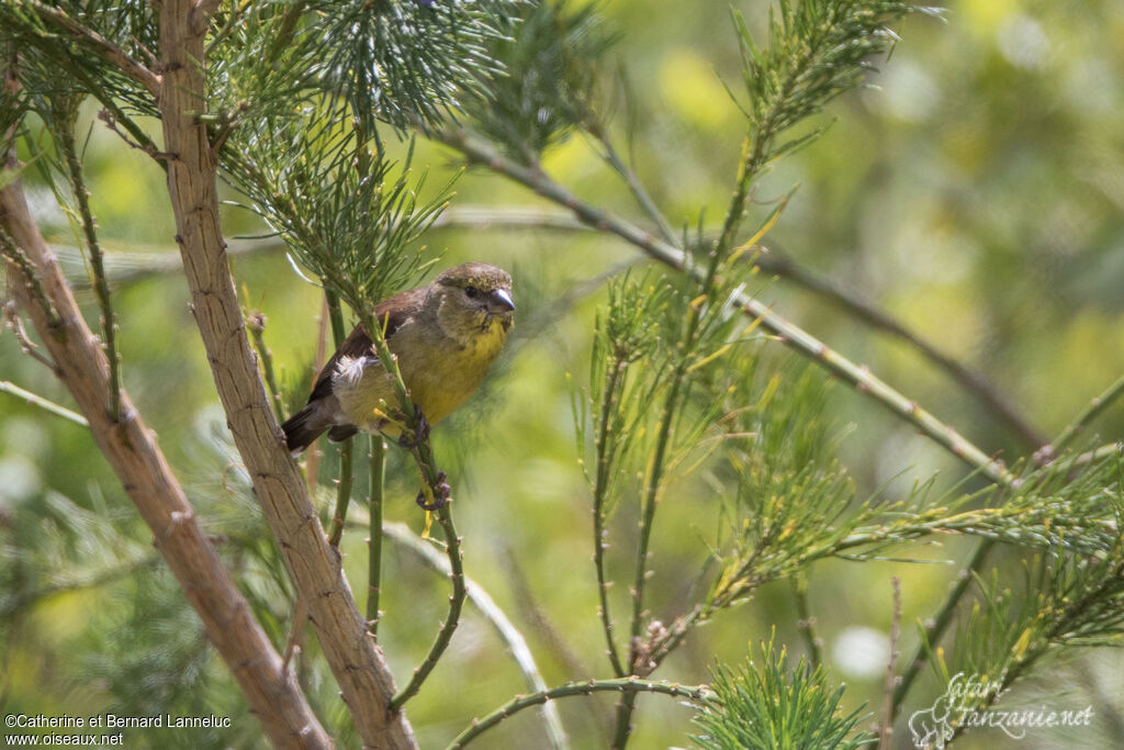 Cape Siskin male adult