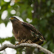 Crested Serpent Eagle