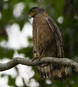 Crested Serpent Eagle