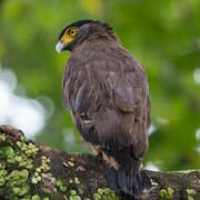 Crested Serpent Eagle