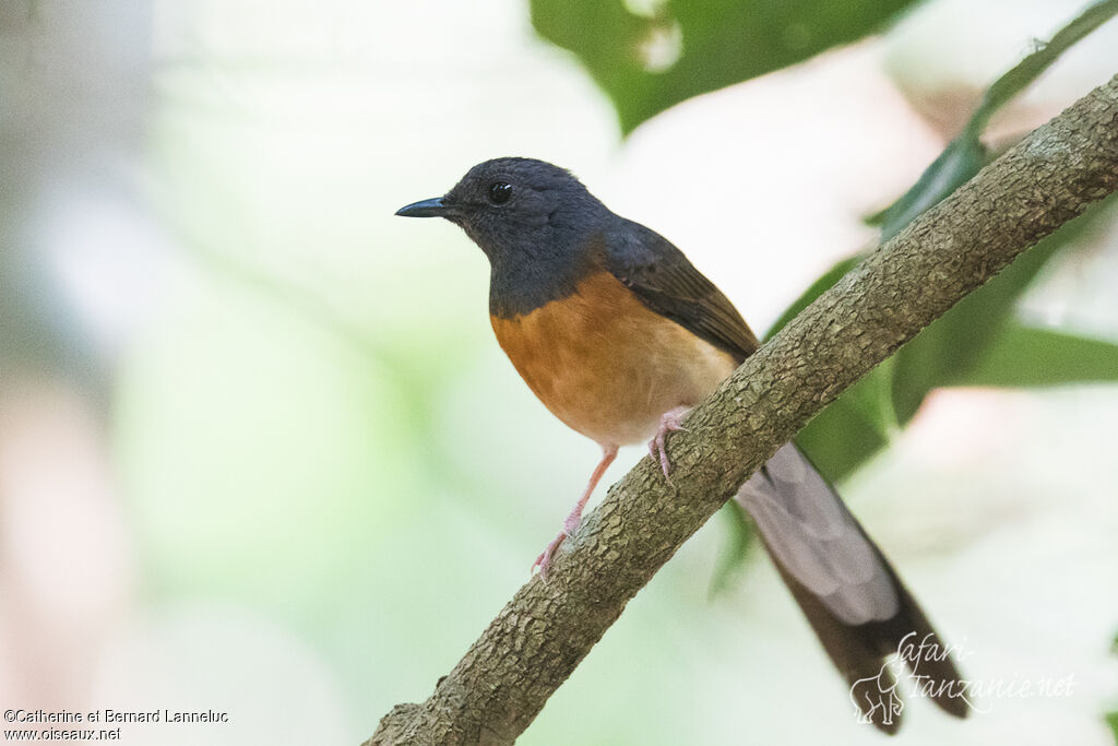 White-rumped Shama female adult, identification