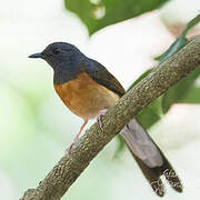 White-rumped Shama