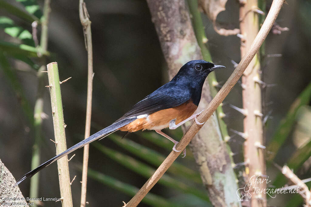 White-rumped Shama male adult, identification