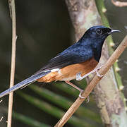 White-rumped Shama