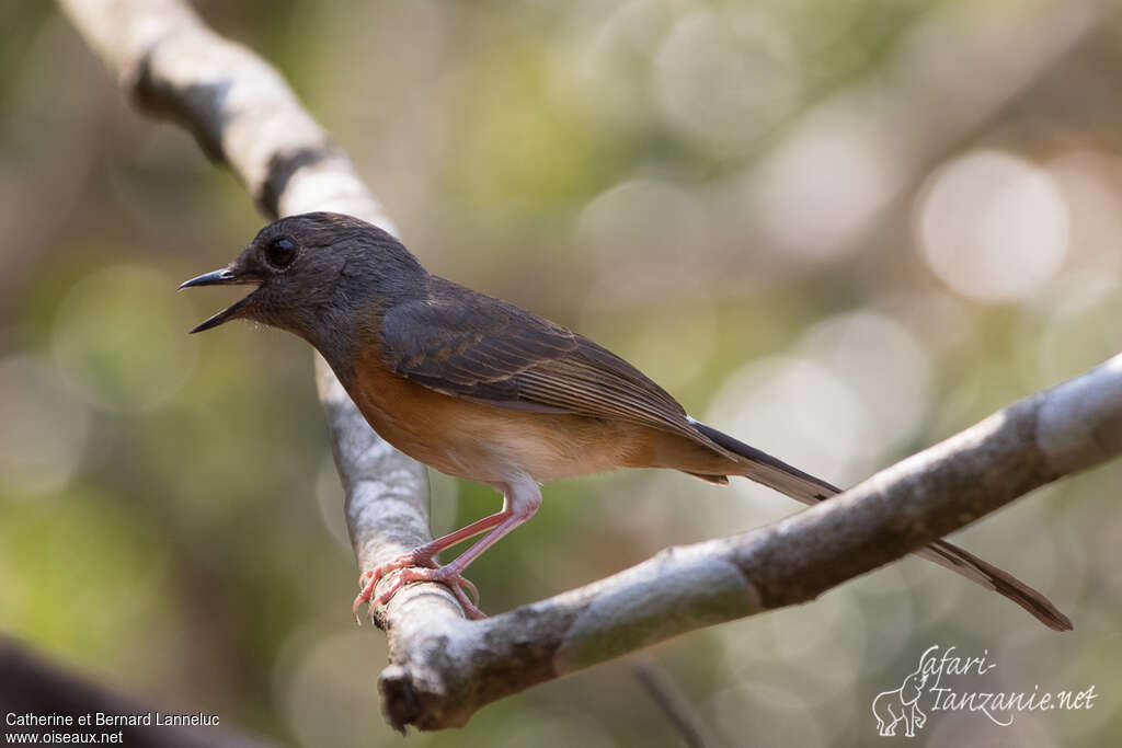 White-rumped Shama female adult, identification, song