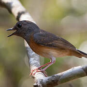 White-rumped Shama