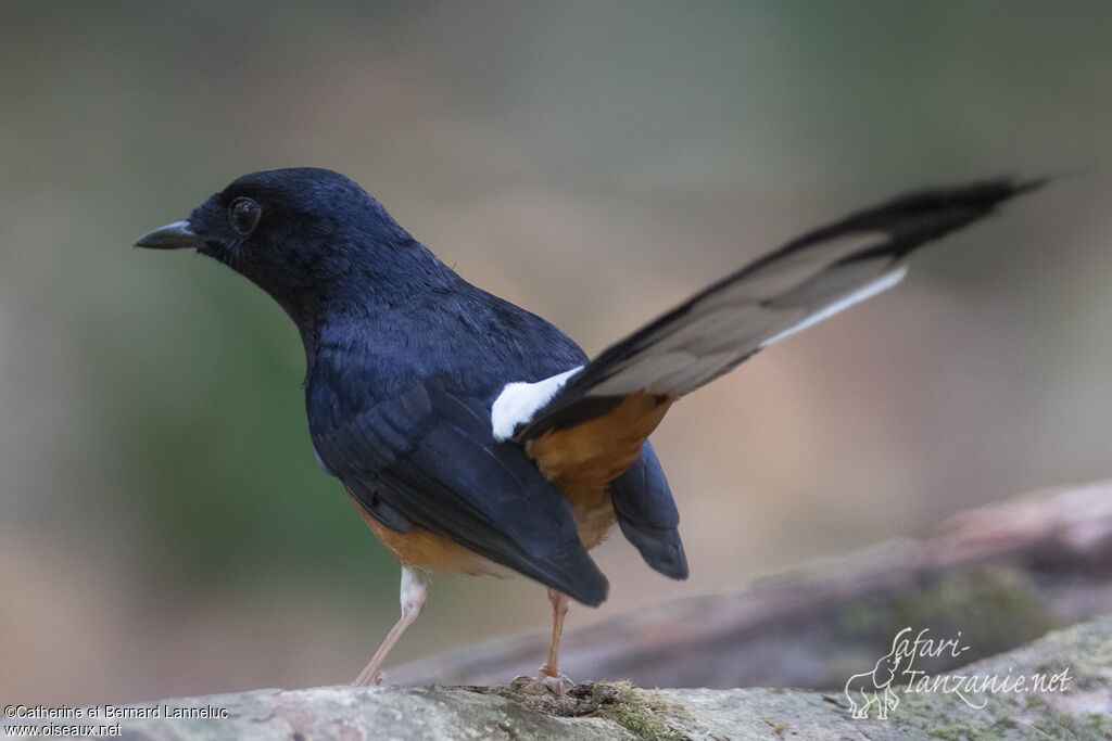 White-rumped Shama male adult