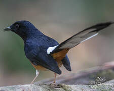 White-rumped Shama