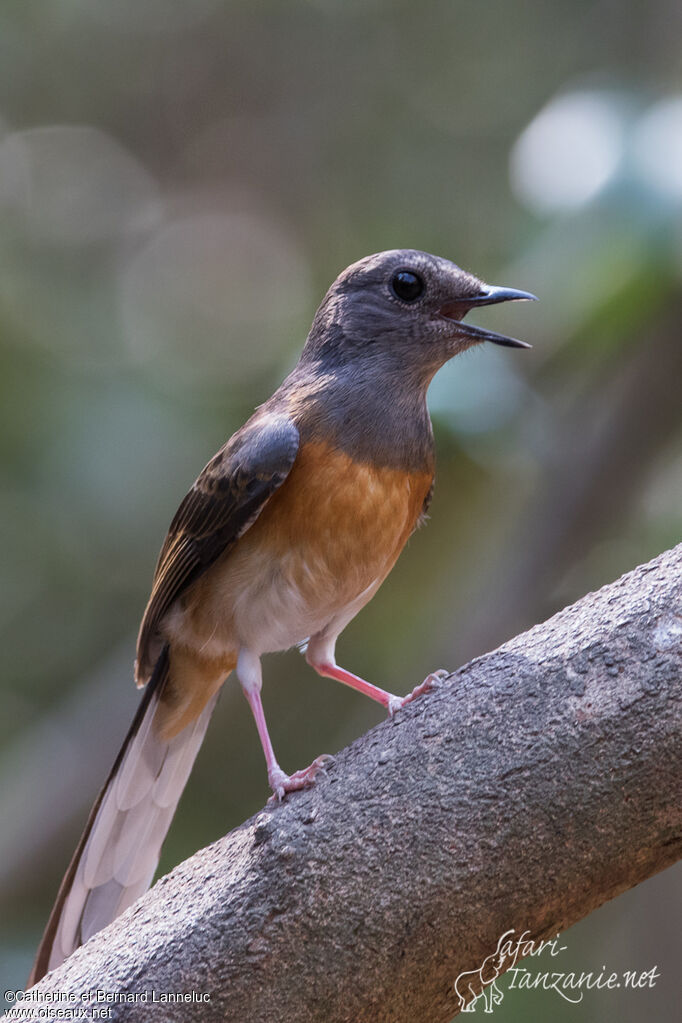 White-rumped Shama female adult, identification