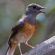 White-rumped Shama