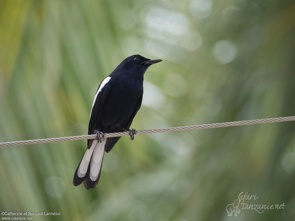 Oriental Magpie-Robin male adult, feeding habits