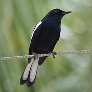 Oriental Magpie-Robin