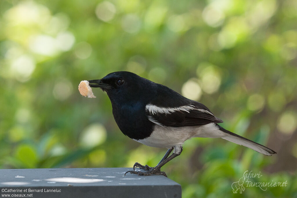 Oriental Magpie-Robin male adult, identification