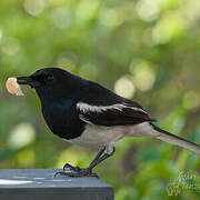 Oriental Magpie-Robin