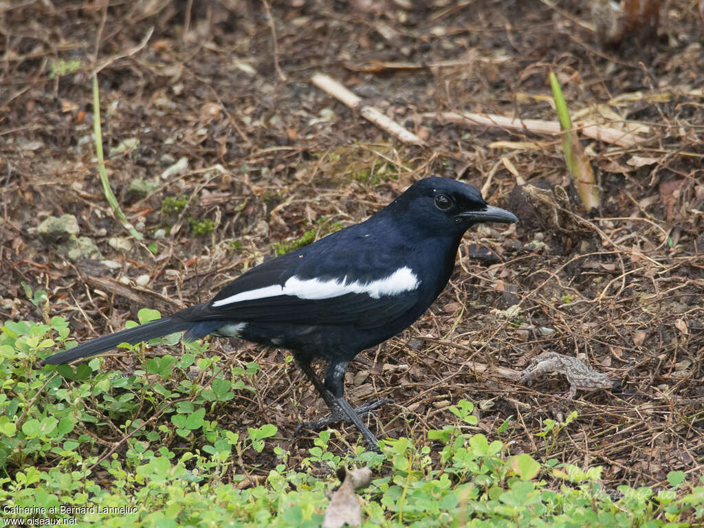 Oriental Magpie-Robin male adult, feeding habits, fishing/hunting