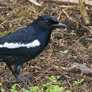 Oriental Magpie-Robin