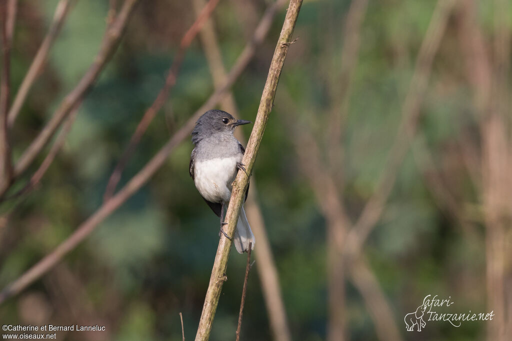 Oriental Magpie-Robin female adult