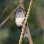 Oriental Magpie-Robin