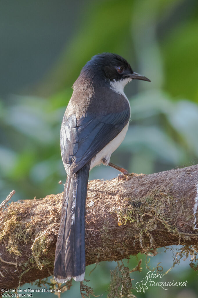 Dark-backed Sibiaadult, aspect