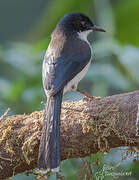 Dark-backed Sibia