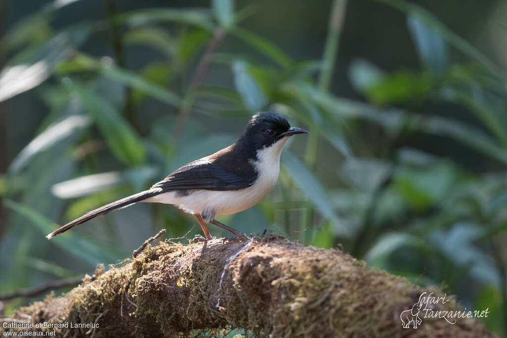 Sibia à tête noireadulte, identification