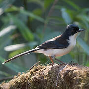 Dark-backed Sibia