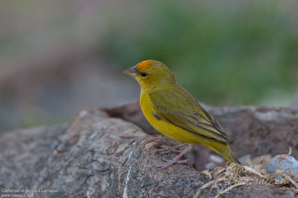 Orange-fronted Yellow Finch male adult, identification, pigmentation