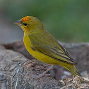 Orange-fronted Yellow Finch