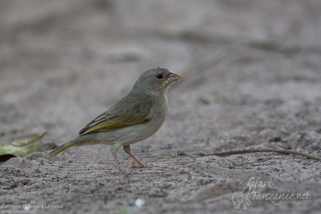 Orange-fronted Yellow Finch female adult, identification