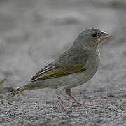 Orange-fronted Yellow Finch