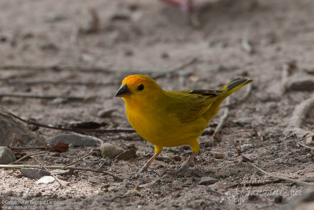 Saffron Finch male adult, identification