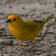 Saffron Finch